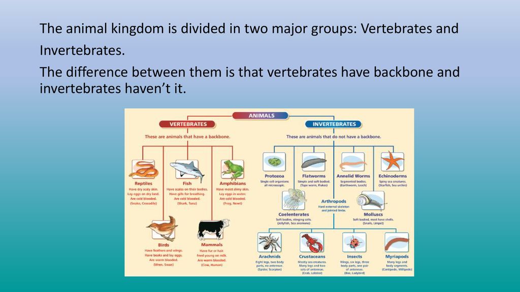 The animal kingdom is divided in two major groups: Vertebrates and  Invertebrates. The difference between them is that vertebrates have  backbone and invertebrates. - ppt download
