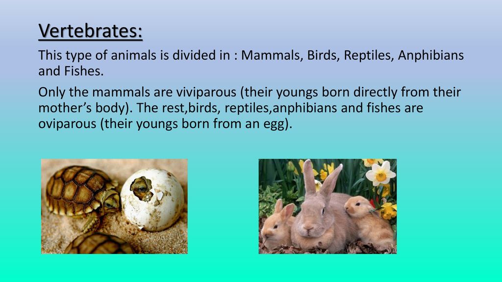 The animal kingdom is divided in two major groups: Vertebrates and  Invertebrates. The difference between them is that vertebrates have  backbone and invertebrates. - ppt download