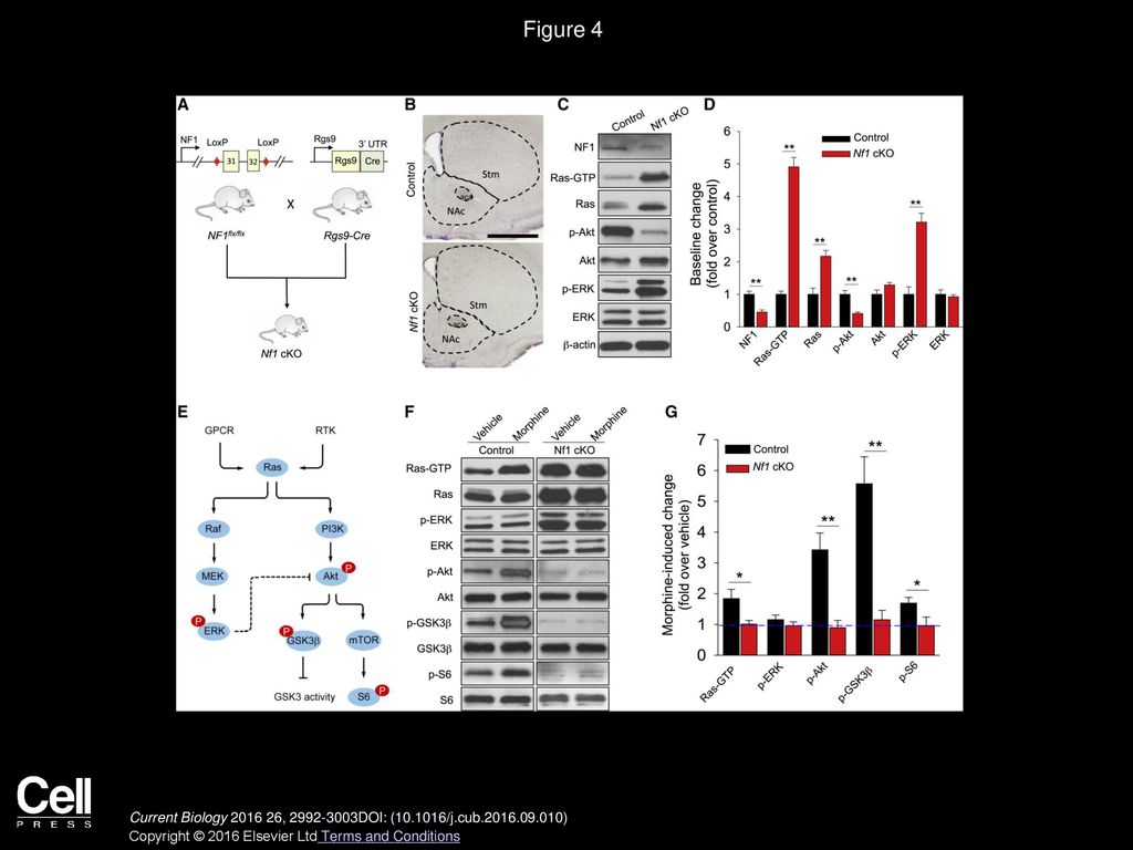 Figure 4 Striatal NF1 Is Essential for Morphine-Induced Ras and Its Downstream Signaling Cascade Activation.