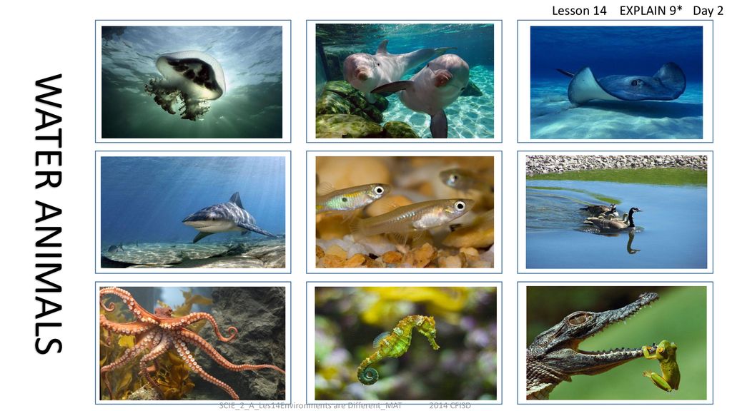 SCIE_2_A_Les14Environments are Different_MAT - ppt download