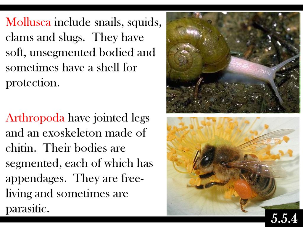 Topic 5.3 – Classification and Biodiversity - ppt download