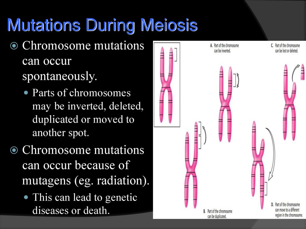 6.1 MEIOSIS BC Science 9: p ppt download Biology Diagrams