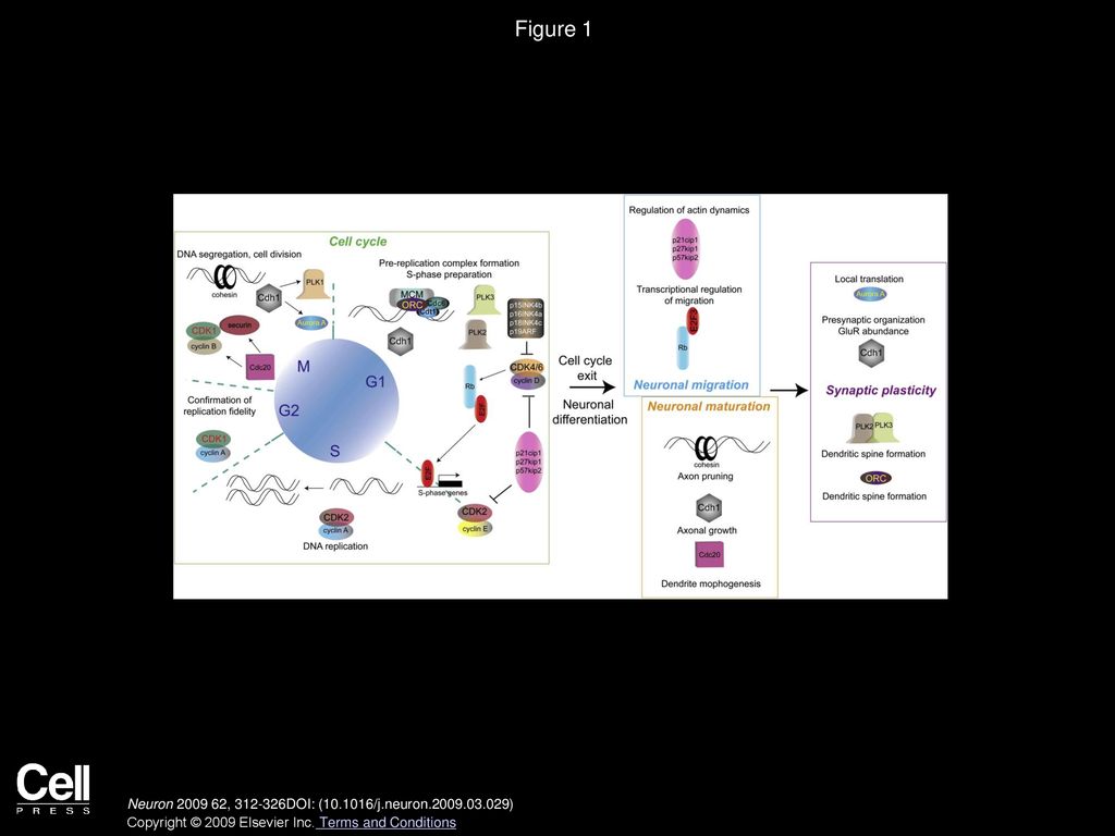 Alternative Functions of Core Cell Cycle Regulators in Neuronal Biology Diagrams
