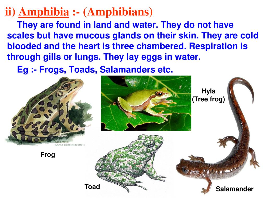CHAPTER - 7 DIVERSITY IN LIVING ORGANISMS - ppt download