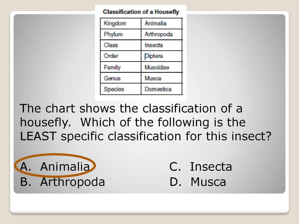 Housefly Classification Chart