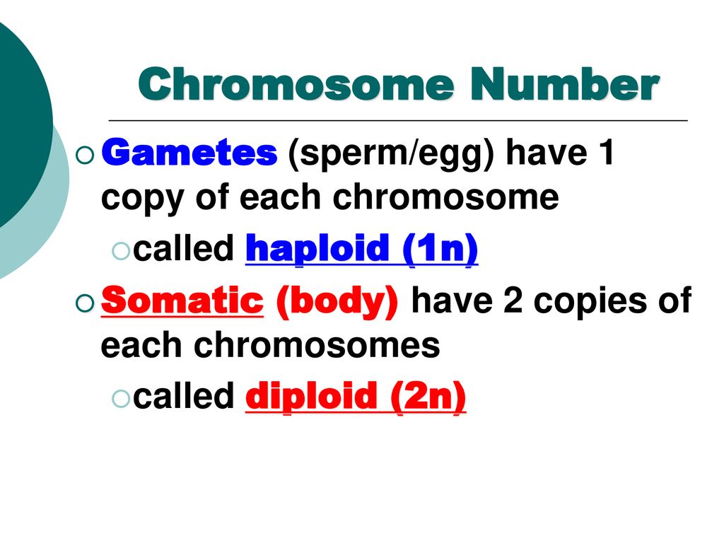 Lecture 22 Honors Biology Ms. Day ppt download