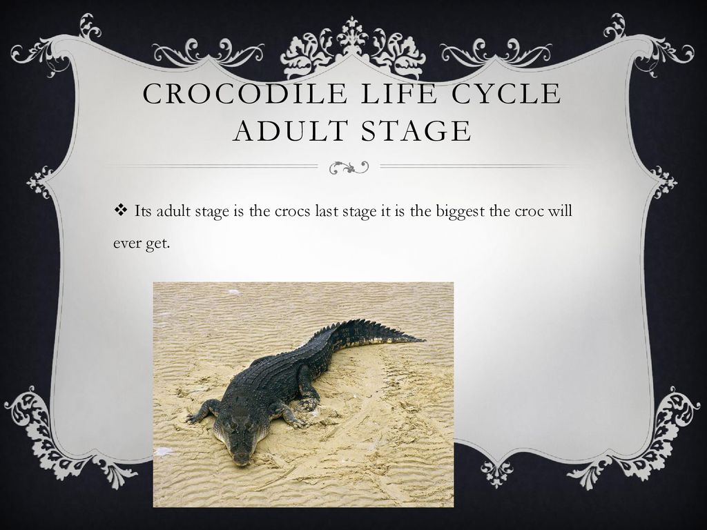 Life Cycle Of A Crocodile
