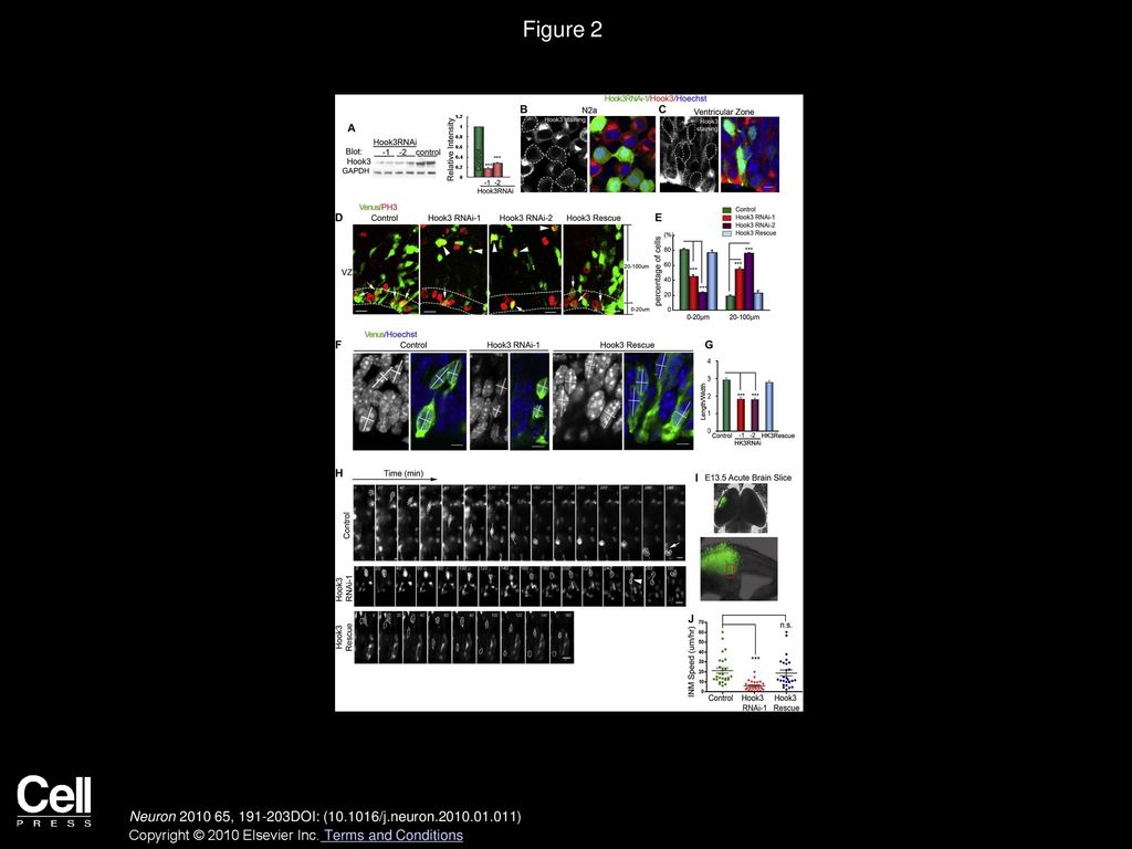 Volume 65, Issue 2, Pages (January 2010) - ppt download