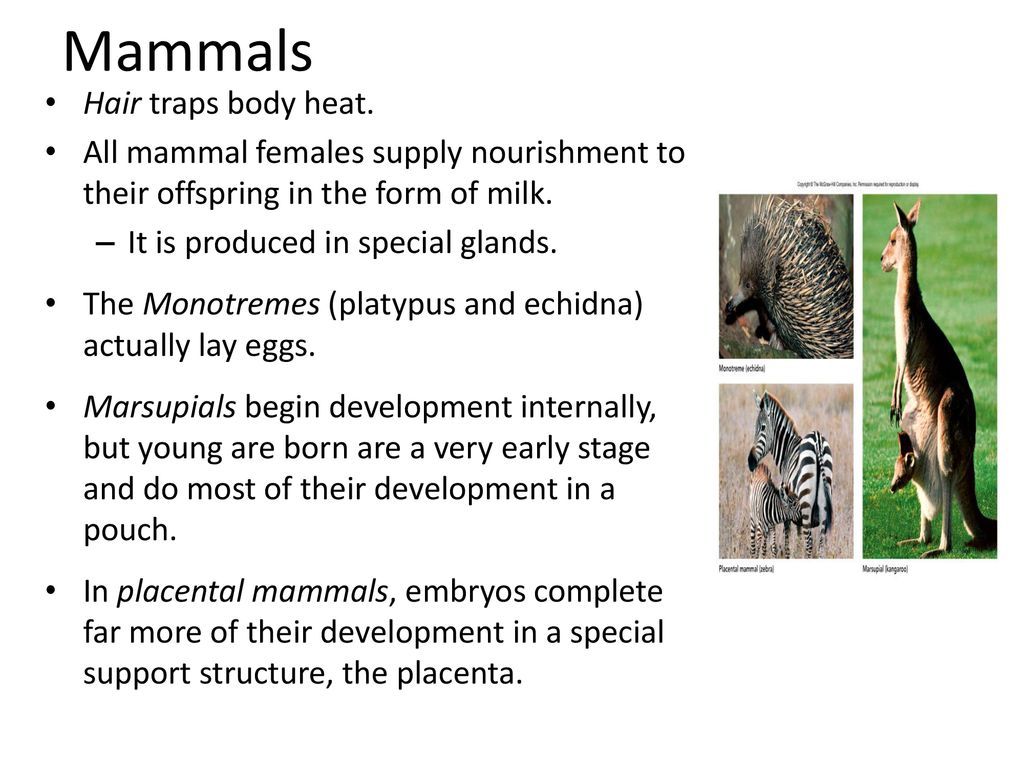 The Animal Kingdom. - ppt download