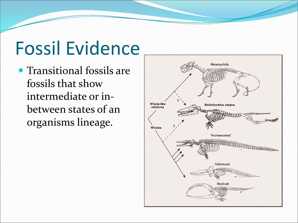 Evidence for evolution ppt download