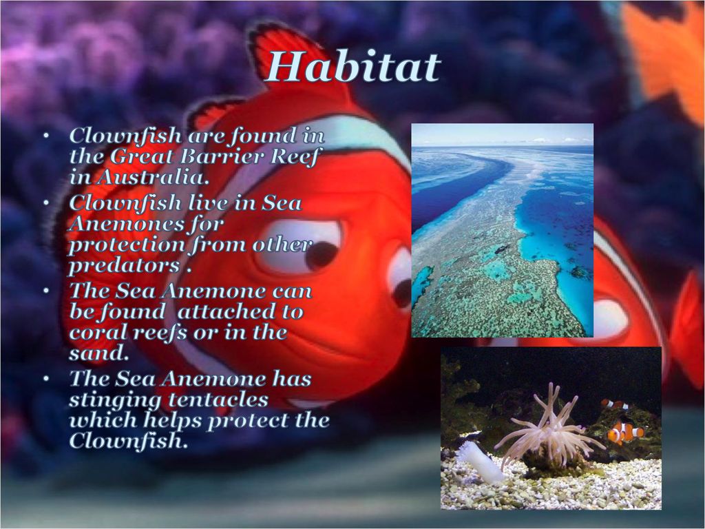Clownfish By Christian Amico Ppt Download