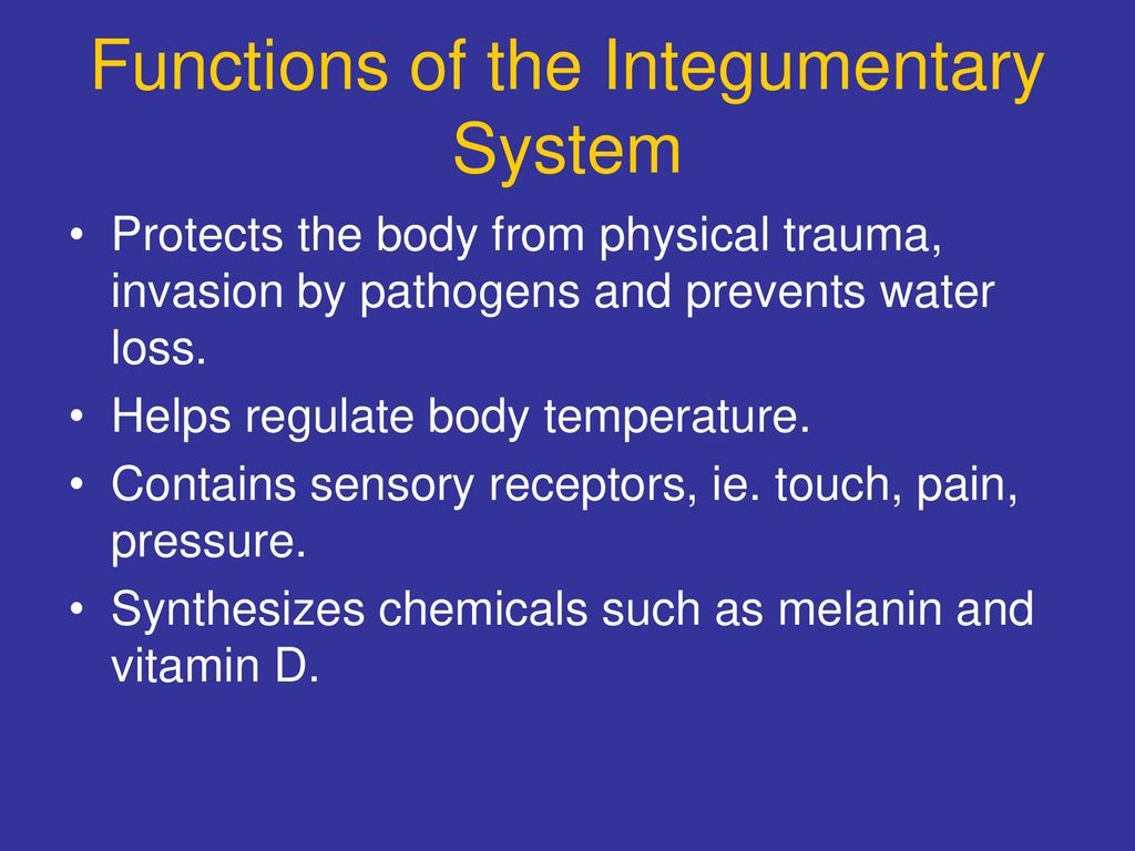 Integumentary System Ppt Download 0243