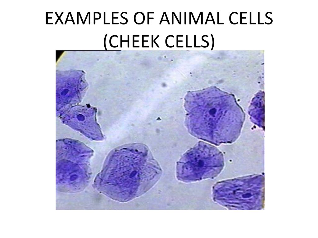 january-3-2017-biology-10-dm-mrs-haughton-ppt-download