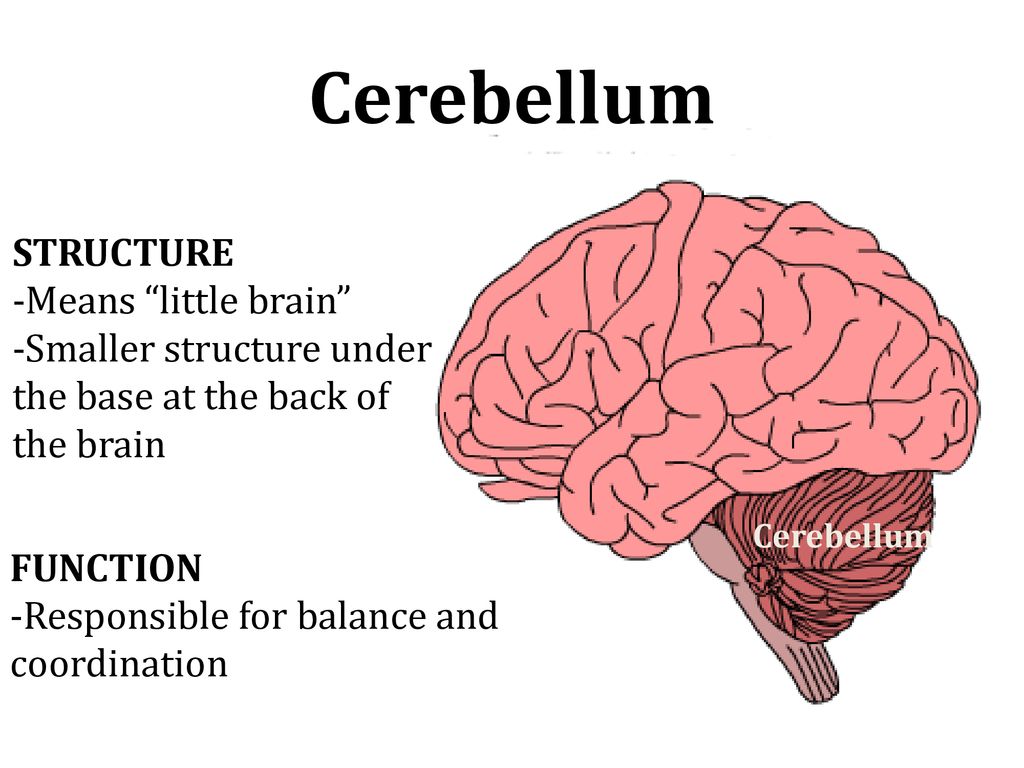 Little brain. Cerebellum structure. Cerebellum анатомия. Cerebellum латинский.