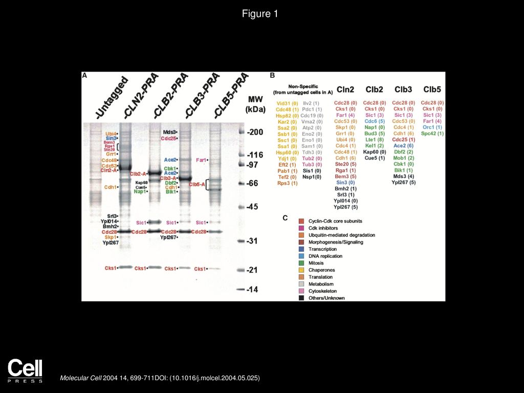 Targeted Proteomic Study of the Cyclin Biology Diagrams