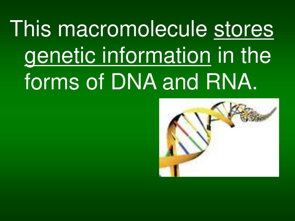 This macromolecule stores genetic information in the forms of DNA and RNA.