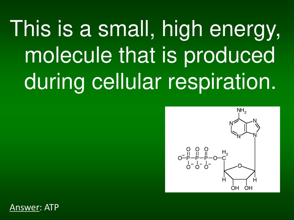 This is a small, high energy, molecule that is produced during cellular respiration.