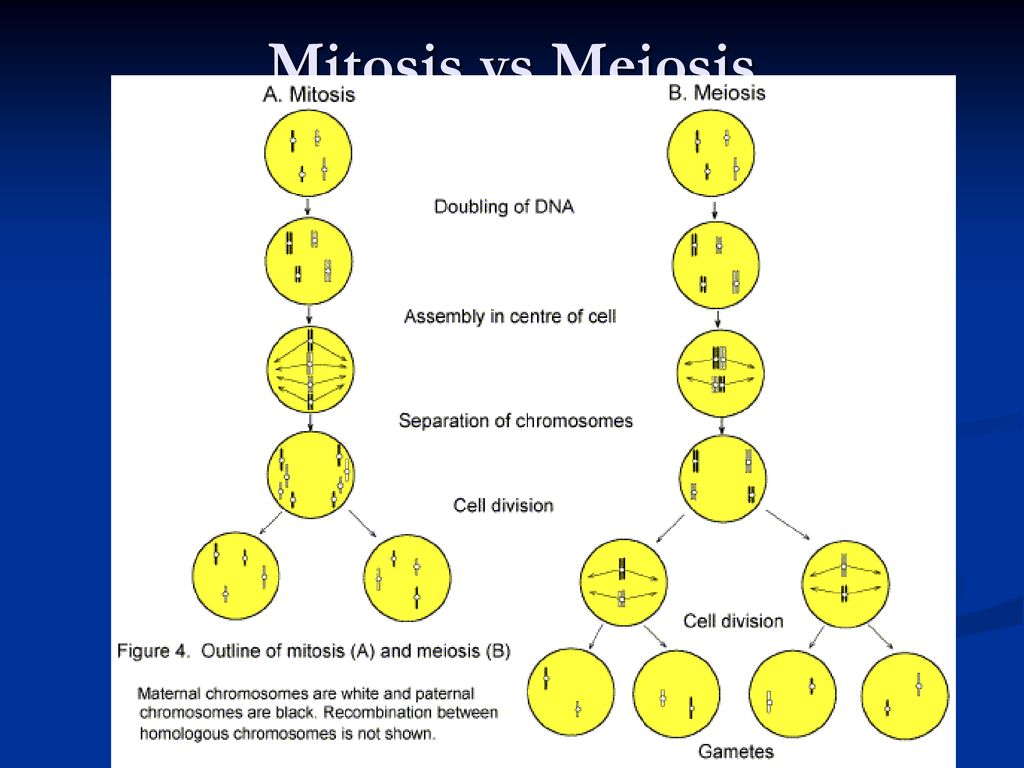 Meiosis Chapter ppt download Biology Diagrams