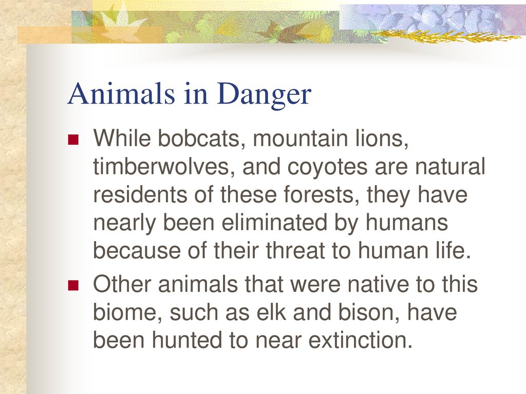 The Deciduous Forest. - ppt download