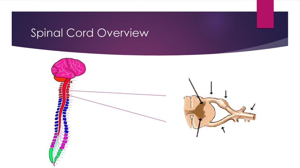 DO YOU HAVE THE NERVE? Kcom Anatomy Fellows ppt download Biology Diagrams