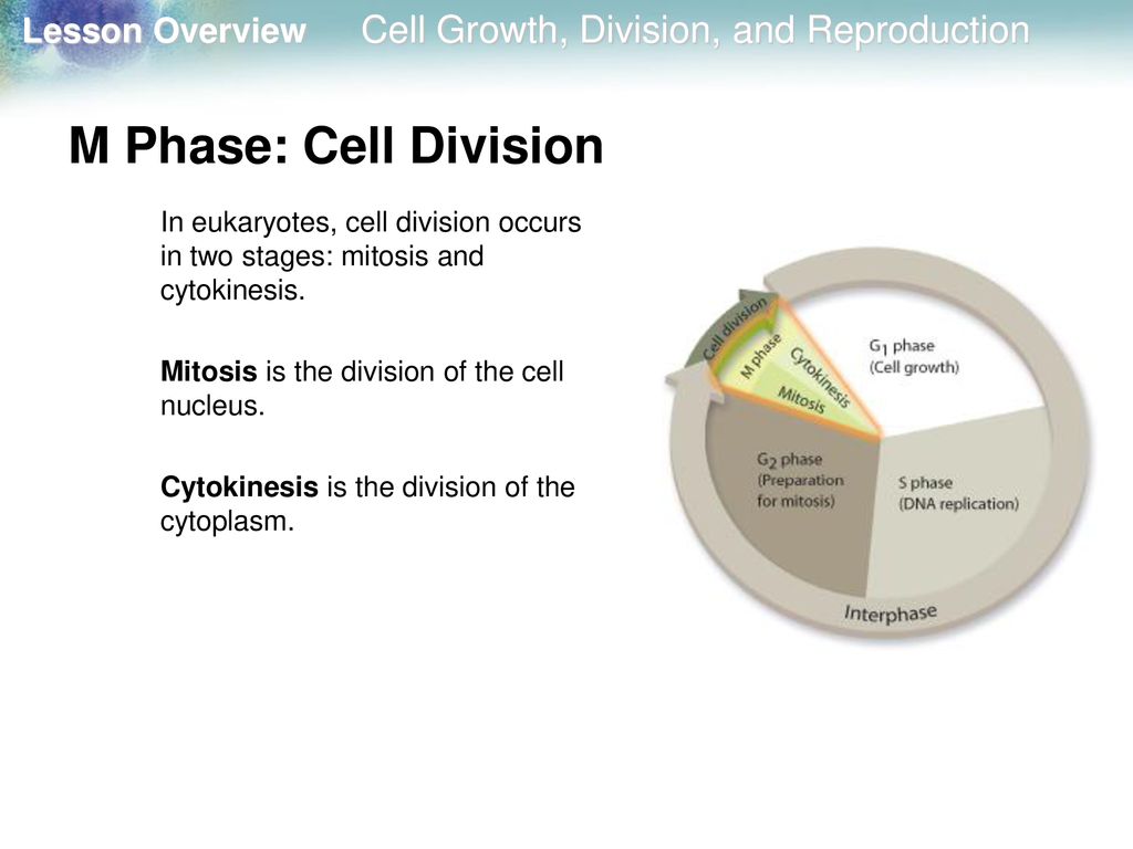 10.1 Cell Growth, Division, and Reproduction Biology Diagrams