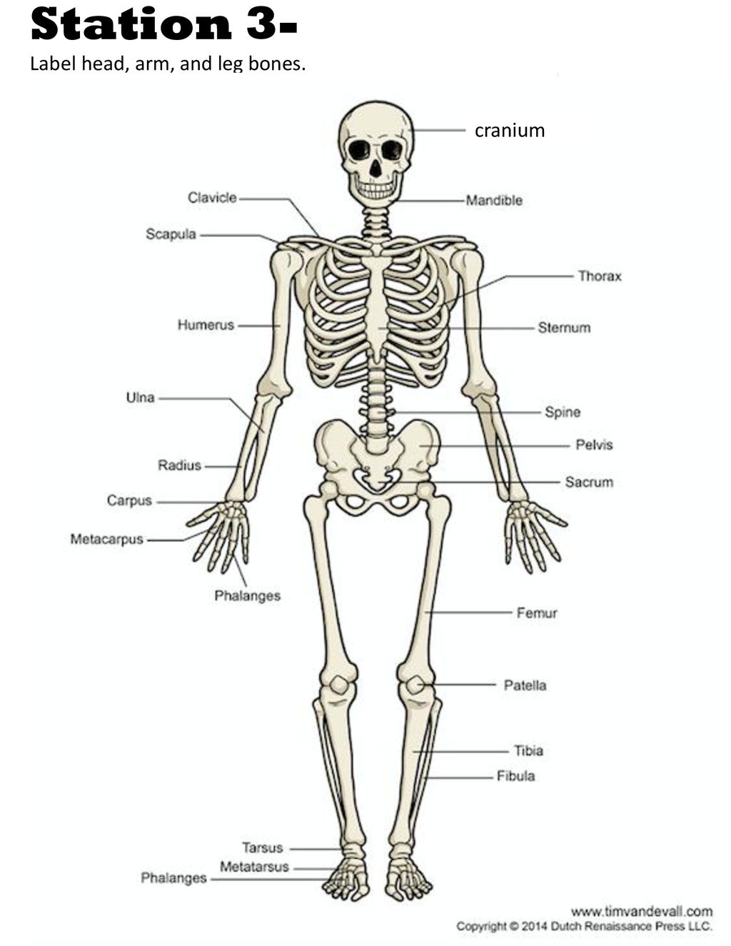 Station 1 Functions Of The Skeleton Support Helps You Stand Up Ppt Download