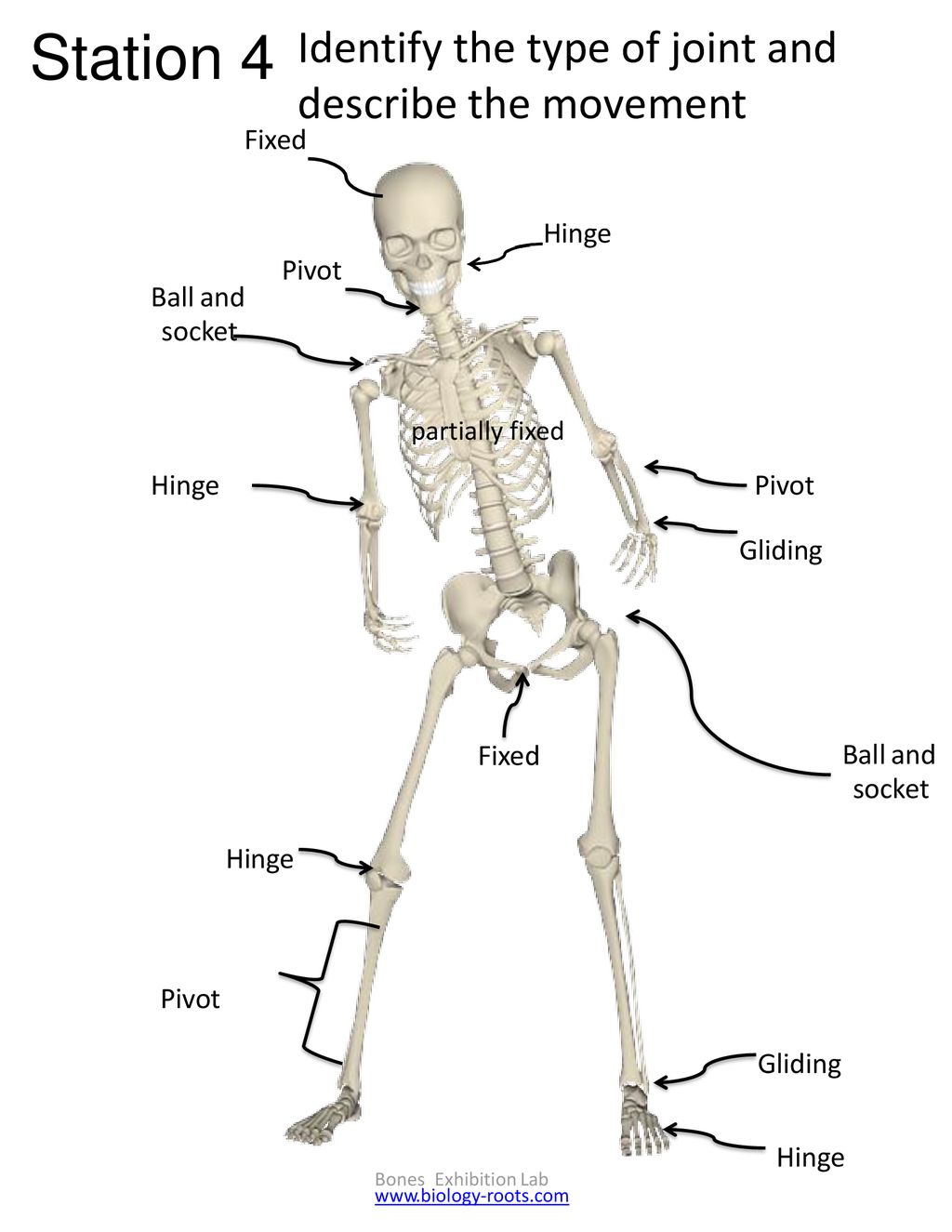 Station 1 Functions Of The Skeleton Support Helps You Stand Up Ppt Download
