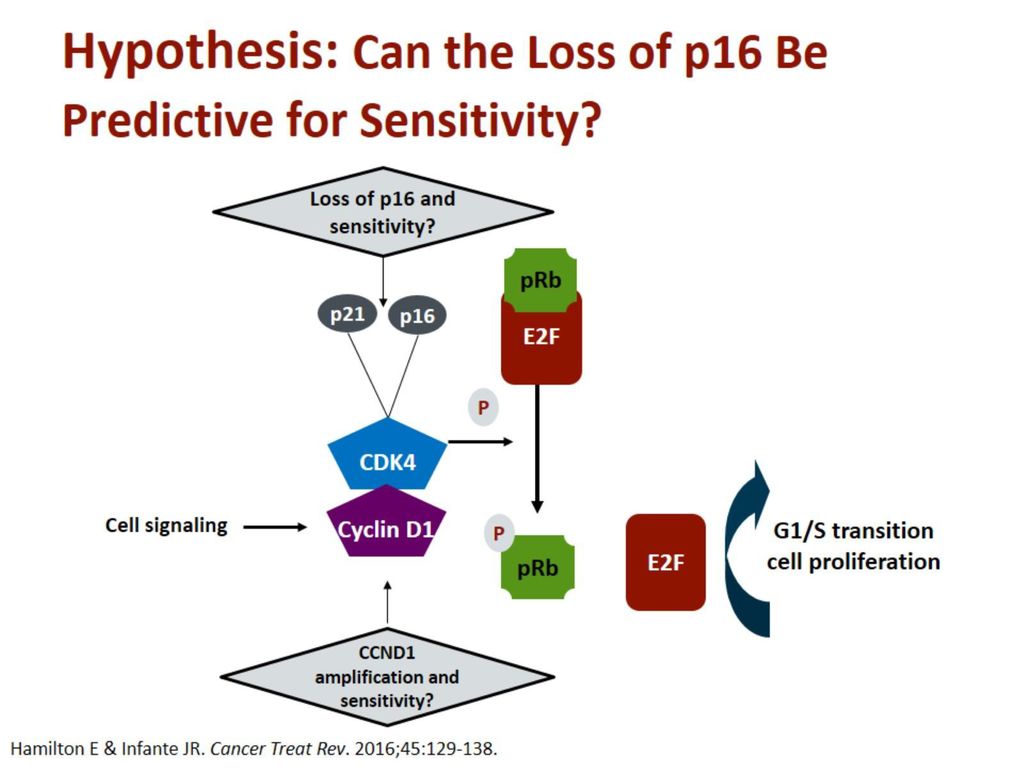 Hypothesis: Can the Loss of p16 Be Predictive for Sensitivity