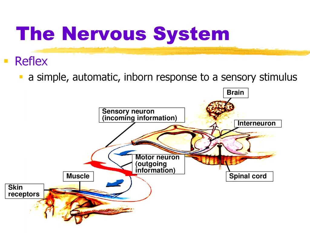 Neuroscience, Genetics - ppt download