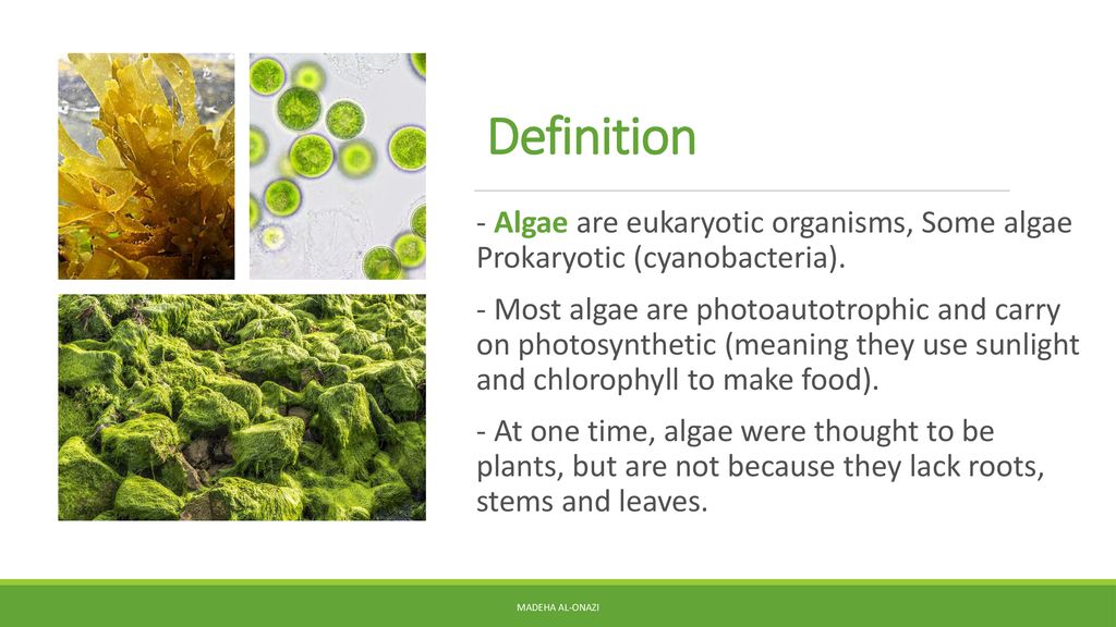 algae definition
