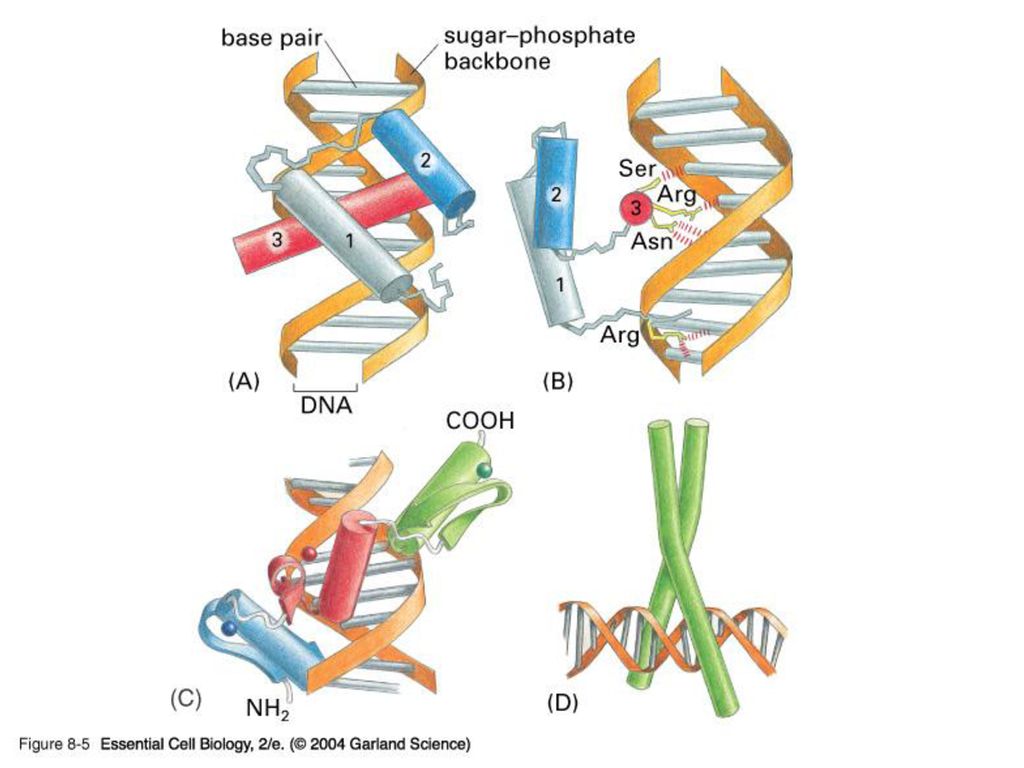 08_01_same.genome.jpg 08_01_same.genome.jpg. - ppt download