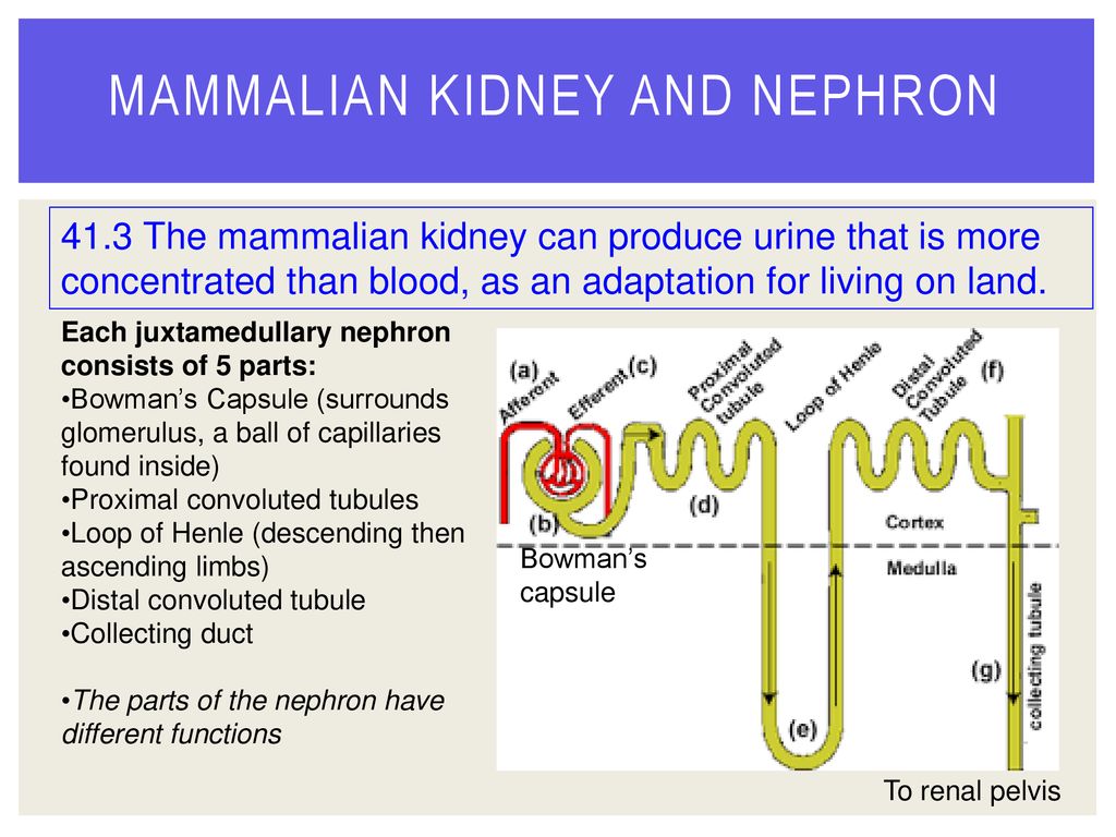 Animal Renal Systems Chapter ppt download