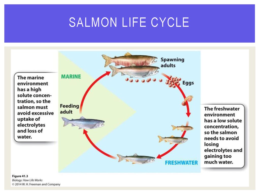Animal Renal Systems Chapter ppt download Biology Diagrams