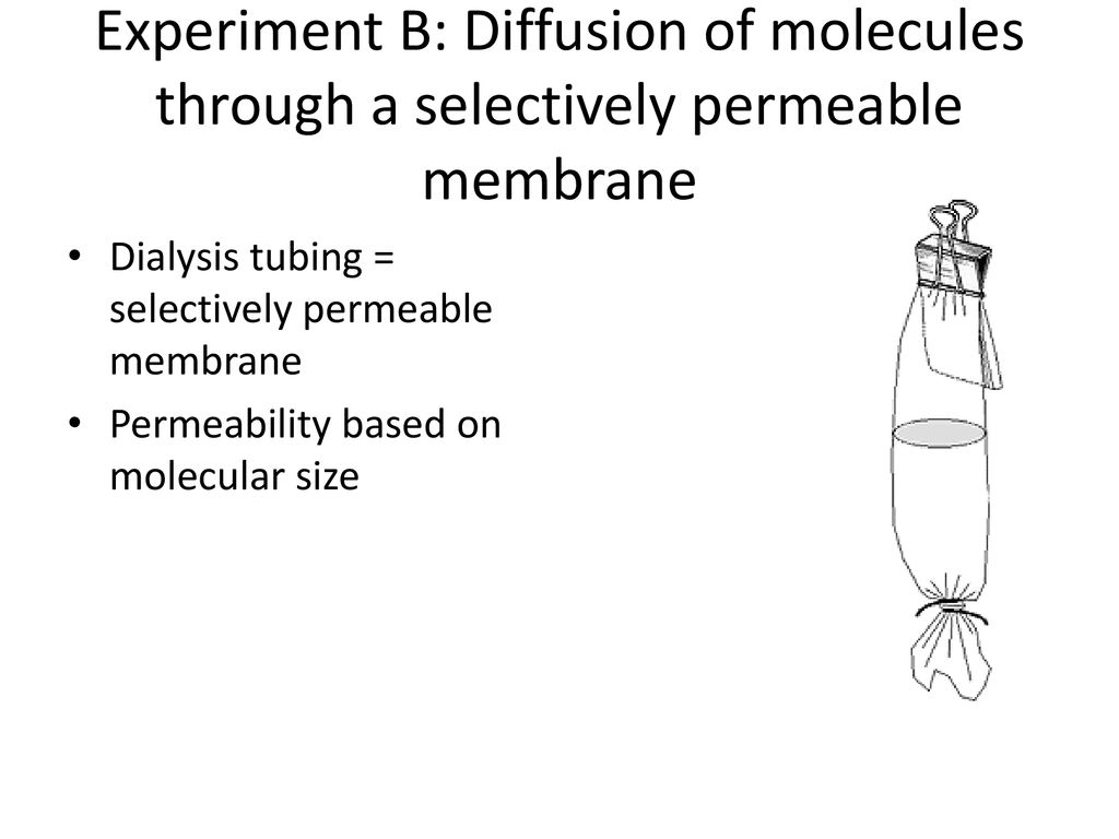 Experiment B: Diffusion of molecules through a selectively permeable membrane