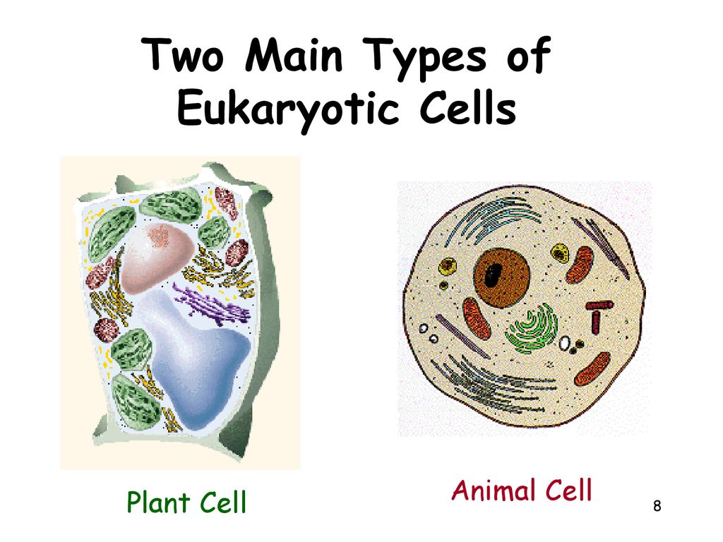 Two Main Types of Eukaryotic Cells