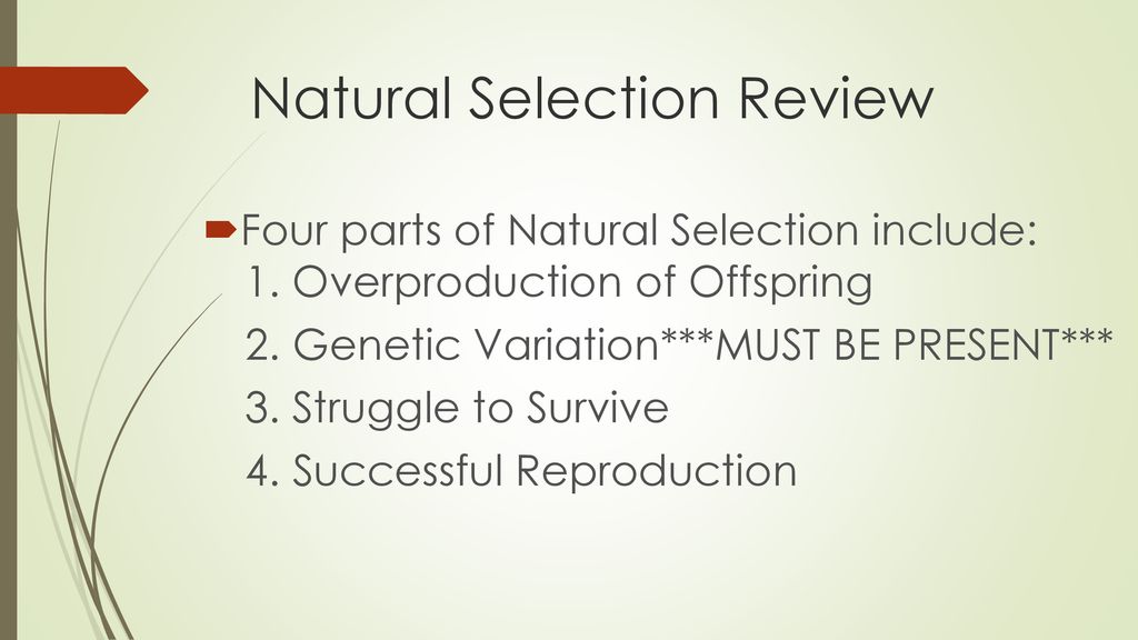 Natural Selection Review