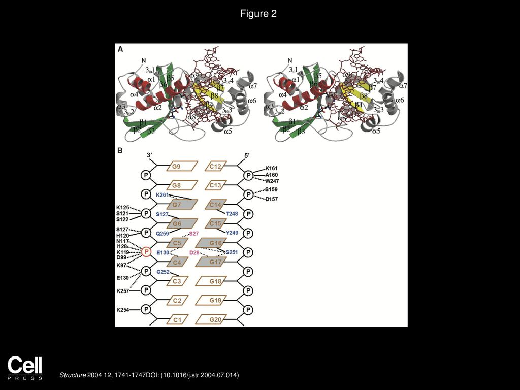 Figure 2 MspI-DNA Interactions