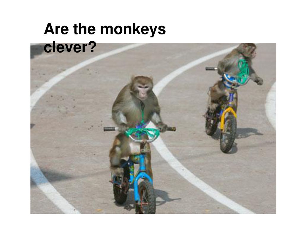 Are the monkeys clever