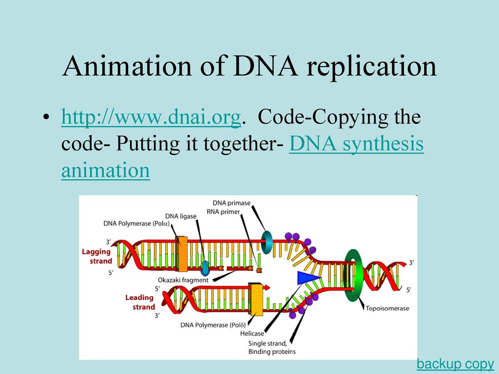Comparison of DNA and RNA structures - ppt download