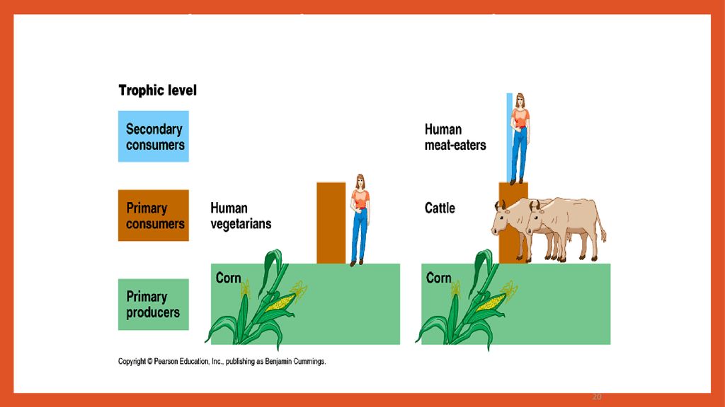 ECOSYSTEMS Energy and Matter Biology Diagrams