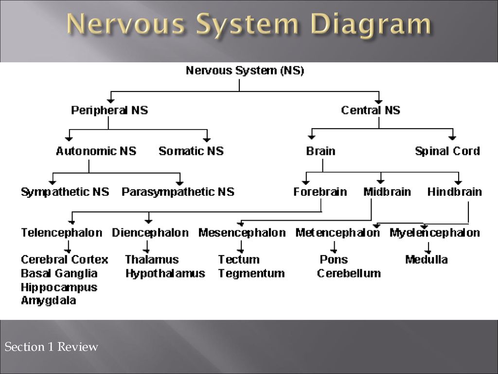 Psychology Chapter 6: Body and Behavior Biology Diagrams