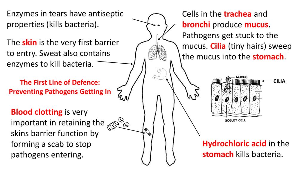 The First Line of Defence: Preventing Pathogens Getting In