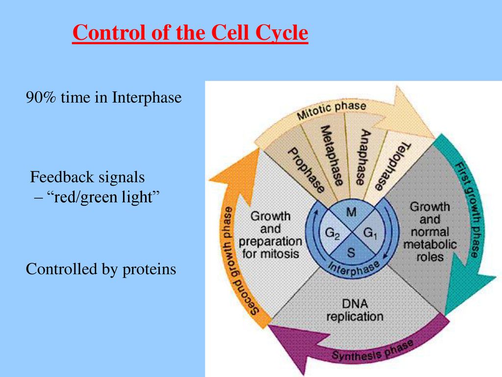 CHAPTER 6 CHROMOSOMES AND CELL REPRODUCTION. Biology Diagrams