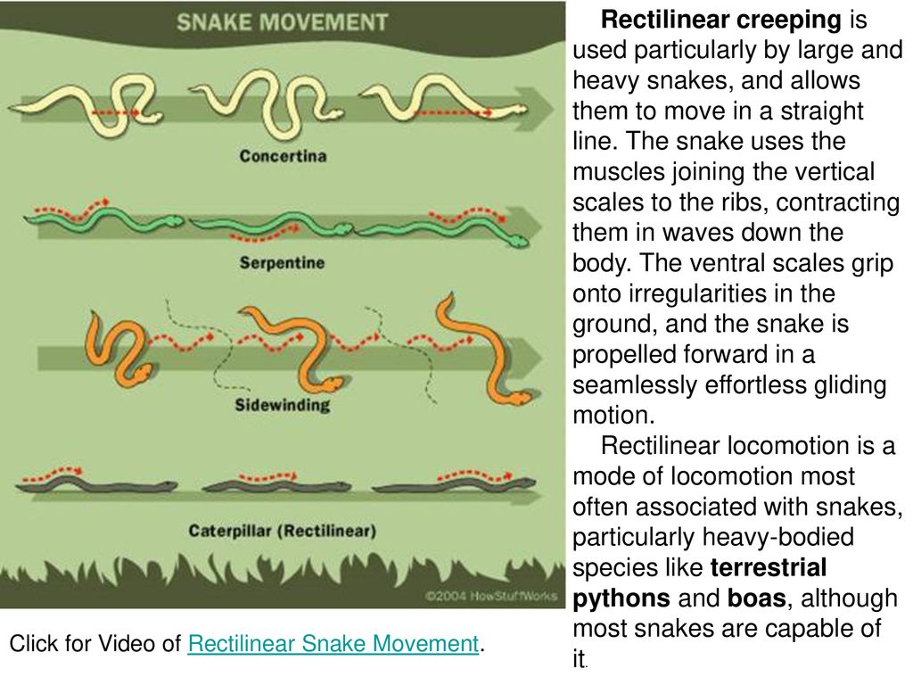 Движение змейкой. Движение змеи. Способы передвижения змеи. Схема движения змеи. Принцип движения змеи.
