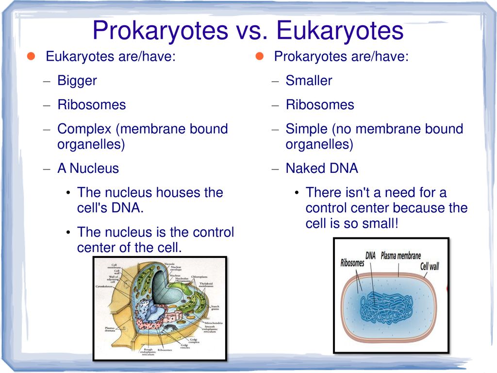 Bell ringer—Is It Made of Cells? - ppt download