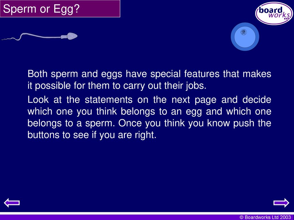 Sperm or Egg Both sperm and eggs have special features that makes it possible for them to carry out their jobs.