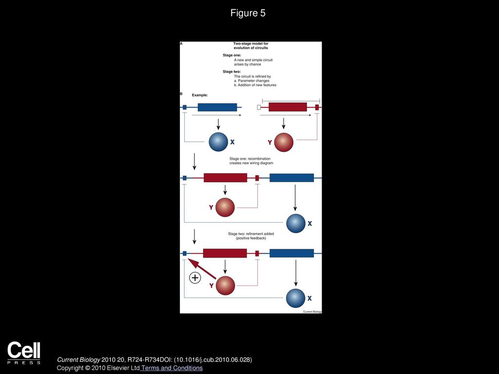 Kgur Directly Autoregulates Its Own Expression A A Schematic