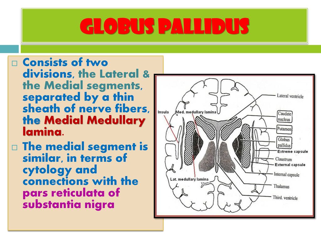 Basal Ganglia Profmusaad Alfayez Ppt Download