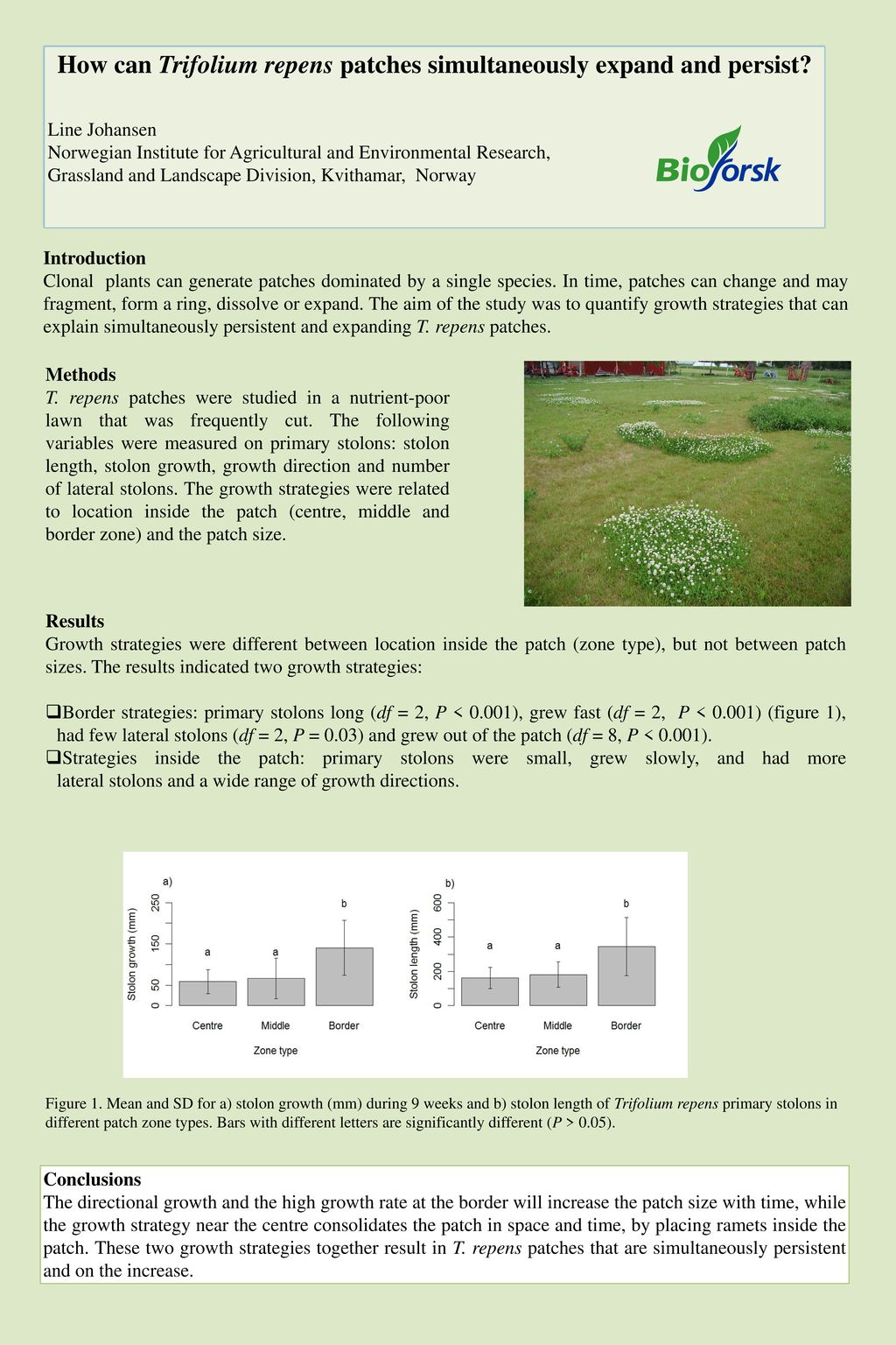 How can Trifolium repens patches simultaneously expand and persist
