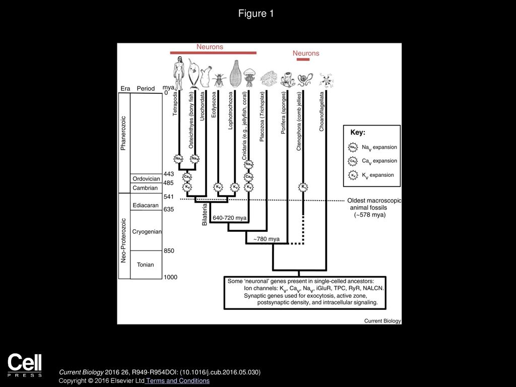 Early Evolution Of Neurons - Ppt Download